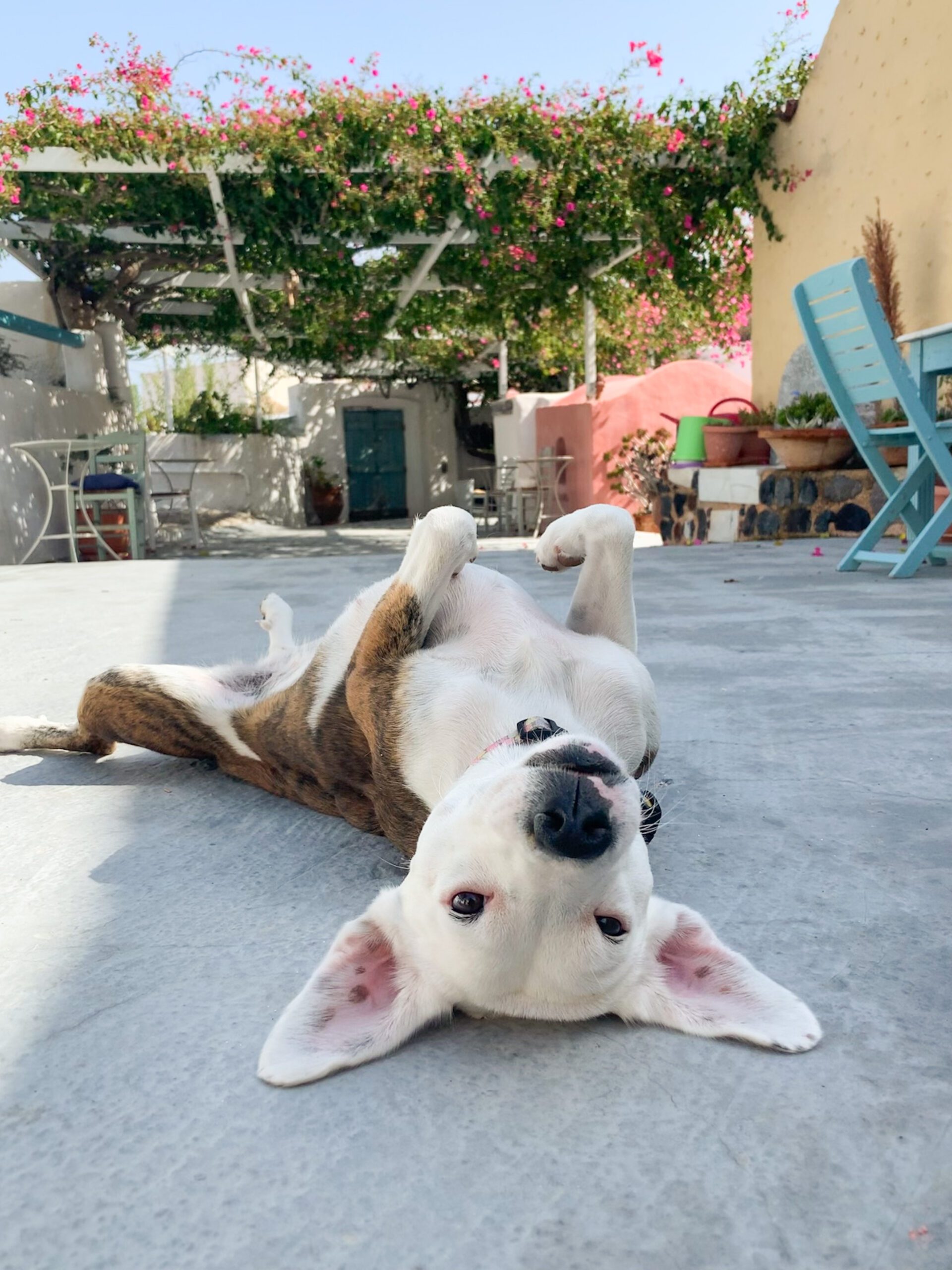 Zoe the brown and white dog lays on her back with her face to the camera.