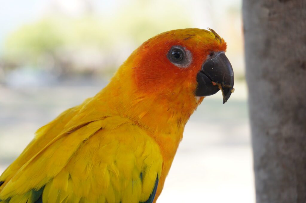 parrot, tree branch