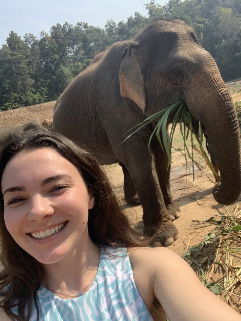 elephant, selfie