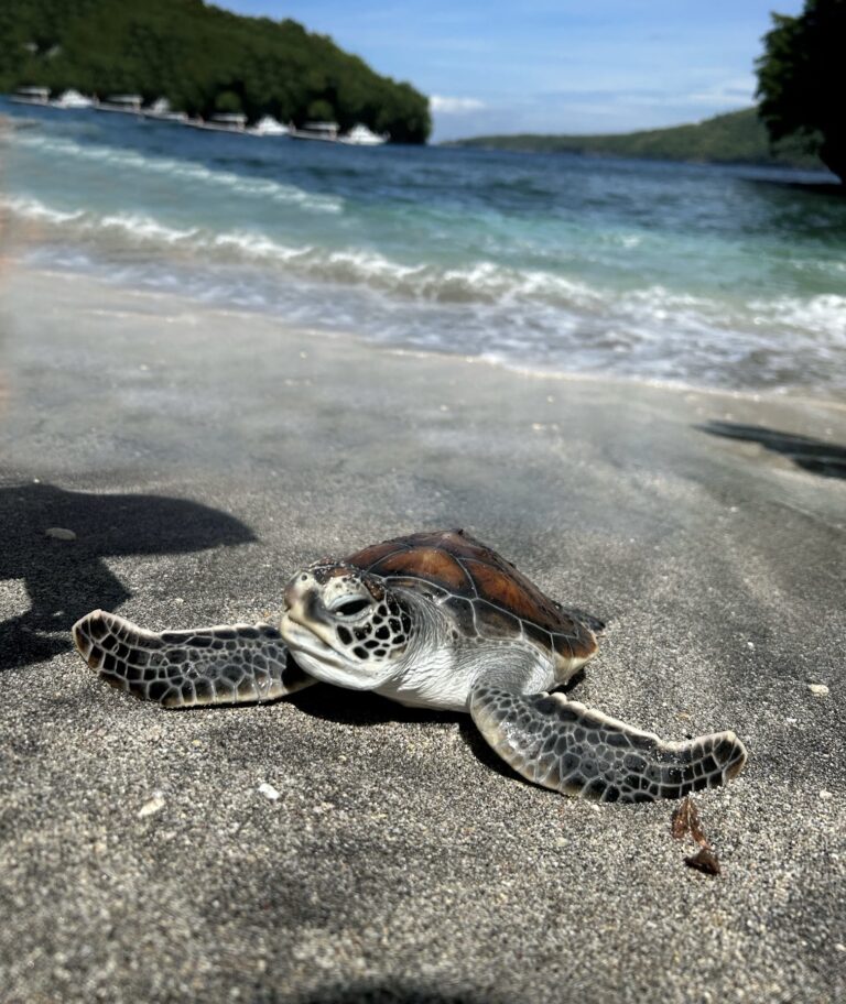 A baby sea turtle resting on the sandy shore near a body of water.