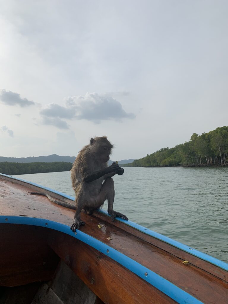 Monkey, boat