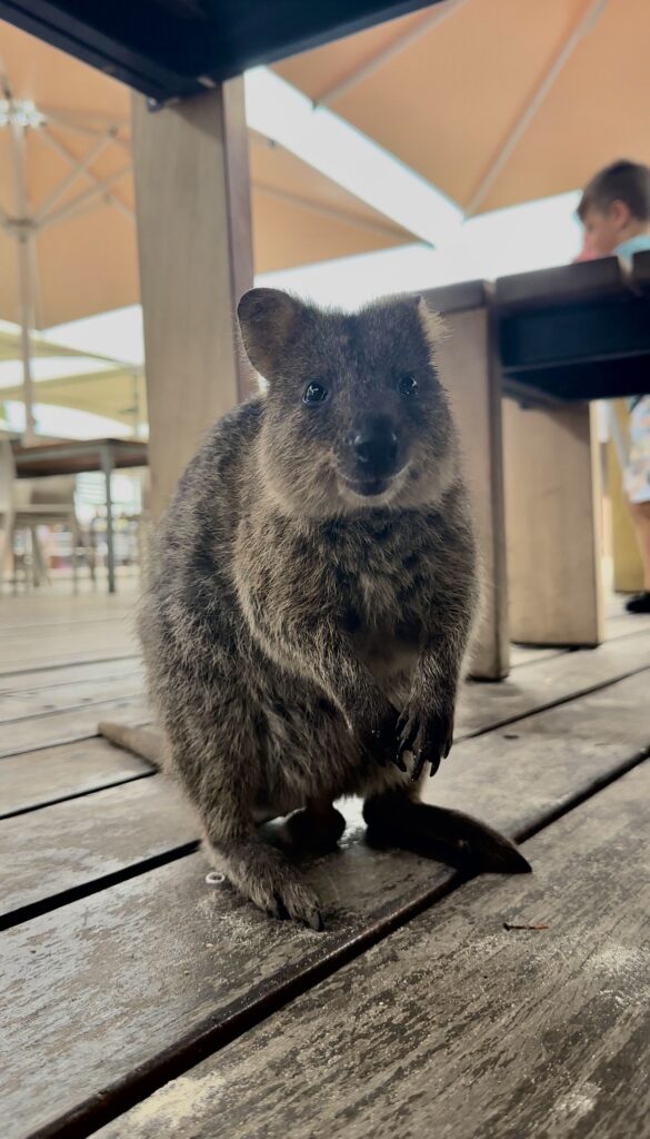 A quokka standing on a wooden deck with a blurred background of a seated area.