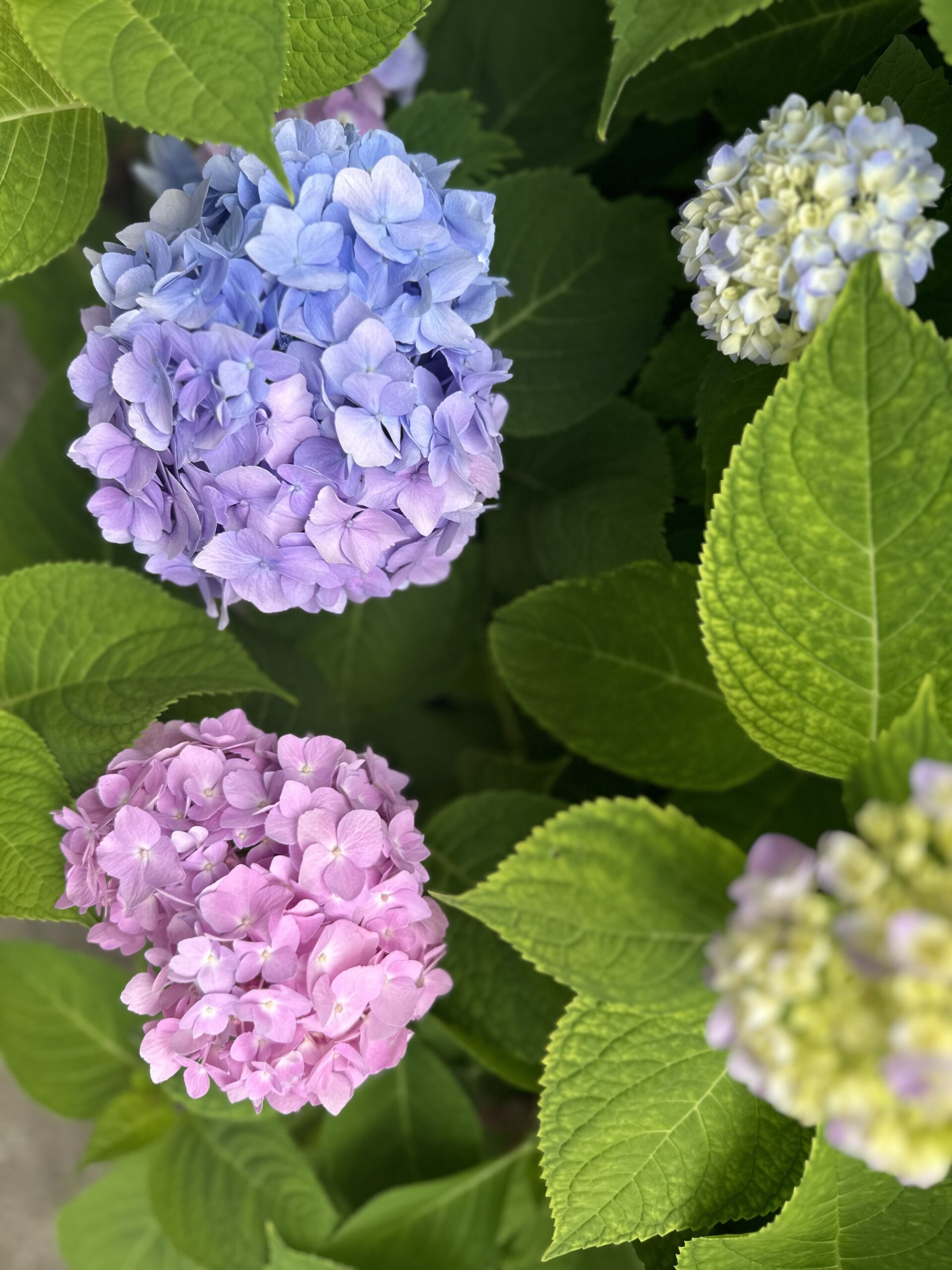 Close-up of hydrangea flowers in blue, purple, and pink shades surrounded by vibrant green leaves.